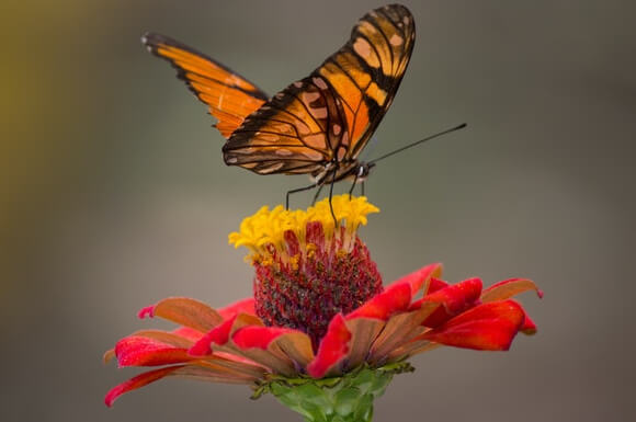 Natur und Biologie