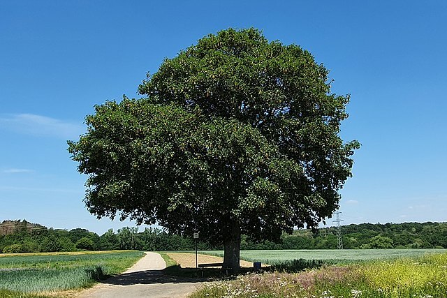 Ahorn-Baum