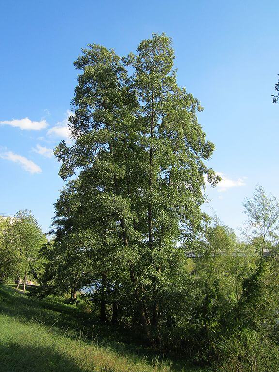 Erlen-Baum