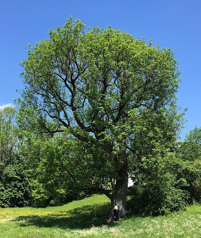 Esche Baum